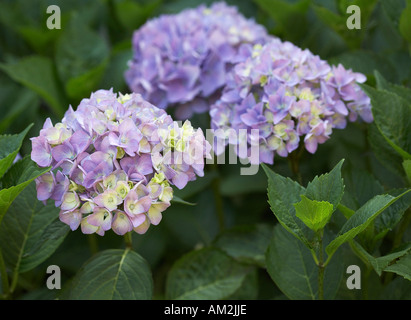 Mophead hydrangea Hydrangea macrophylla Banque D'Images
