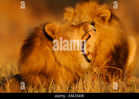 Stock photo de lion mâle de bâiller au lever du soleil, Okavango Delta, Botswana Banque D'Images