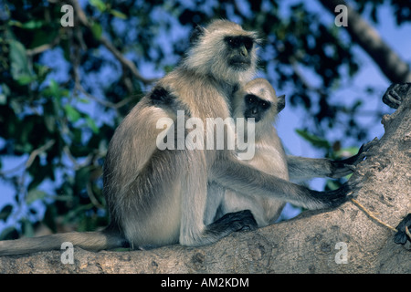 Langurs Hanuman ou gris (Semnopithecus animaux singe) la mère et l'enfant, le parc national de Ranthambore, en Inde. Banque D'Images