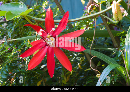 La passion des fleurs rouge écarlate ou Granadilla Banque D'Images