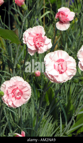 DIANTHUS DORIS Banque D'Images