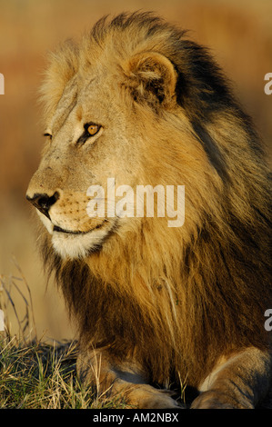 Profil d'un lion mâle au lever du soleil, Okavango Delta, Botswana, 2007 Banque D'Images