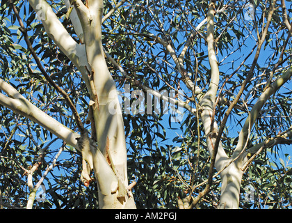 Eucalyptus coccifera, Mount Wellington peppermint Banque D'Images