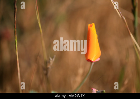 Pavot de Californie (Eschscholzia californica) Banque D'Images