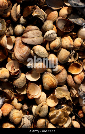 Plage de l'étude des coquillages. La côte d'Essex, UK Banque D'Images