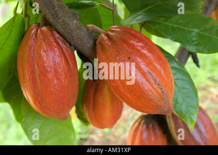 Les cabosses de cacao maturation growing on tree. Banque D'Images