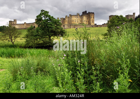 Château d'Alnwick de chardons de plus en plus à côté de la rivière Aln au premier plan. Northumberland, UK Banque D'Images