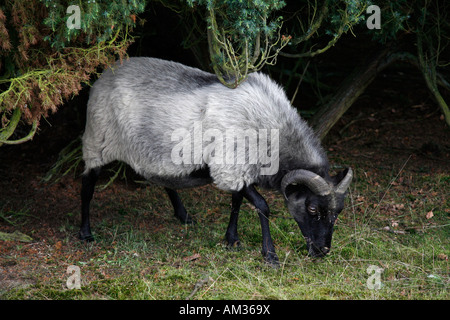 Gris allemand, l'Allemagne, la Rhénanie du Nord-Westphalie, Westruper Heide, Haltern Banque D'Images