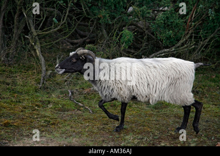 Gris allemand, l'Allemagne, la Rhénanie du Nord-Westphalie, Westruper Heide, Haltern Banque D'Images