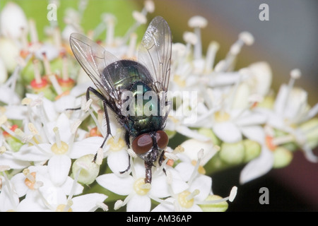 Bouteille verte (Lucilia sericata) sur fleur blanche, makro Banque D'Images