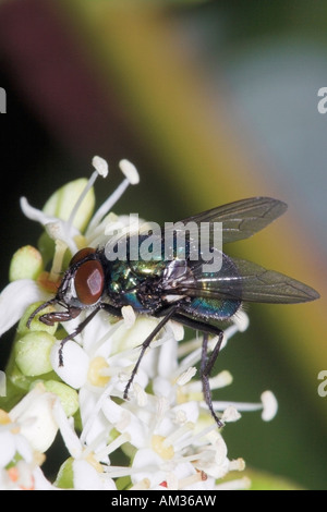 Bouteille verte (Lucilia sericata) sur fleur blanche, makro Banque D'Images