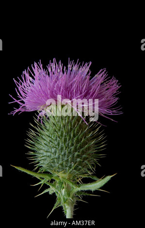 CIRSIUM VULGARE SPEAR THISTLE CLOSE UP SHOT DE FLEURS SUR FOND NOIR Banque D'Images