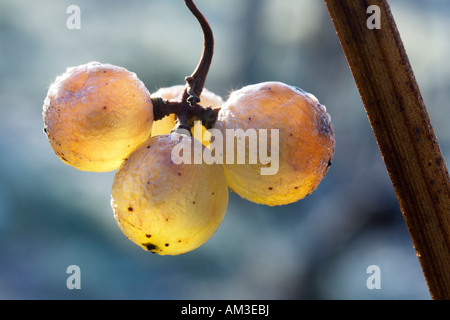 De raisin blanc à la fin de l'automne Banque D'Images
