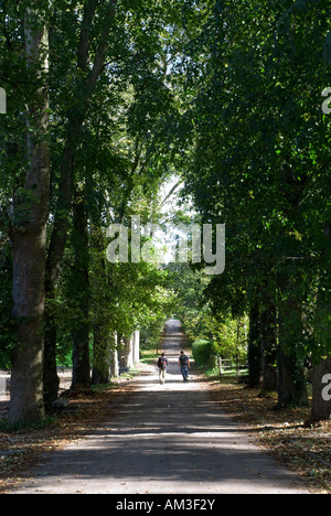 Student walking loin sur l'Avenue d'arbres Banque D'Images
