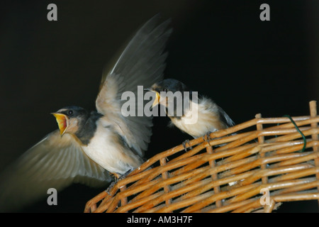 Faim bébé d'avaler deux parents attendant Hirundo rustica Banque D'Images