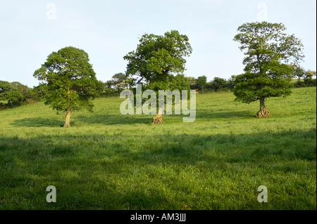 Trois arbres de chêne dans un domaine plus Penpoll, près de Fowey, Cornwall, UK Banque D'Images