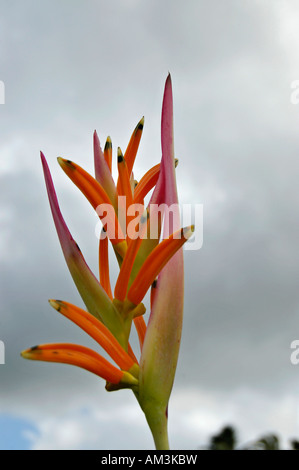 Sassy a fleuri entièrement. Une autre belle variété de la famille des heliconia Banque D'Images