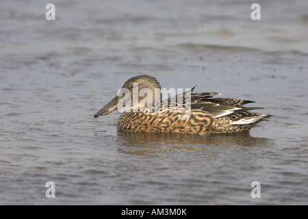 Le Canard souchet Anas clypeata femelle adulte natation, RSPB Titchwell Marsh, North Norfolk, Angleterre Banque D'Images