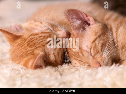 Deux semaines dix chatons dormant Banque D'Images