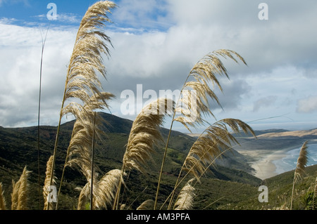 Grand feuillage donnant sur la fin de quatre-vingt-dix Mile Beach Cape Reinga Nouvelle Zélande Banque D'Images