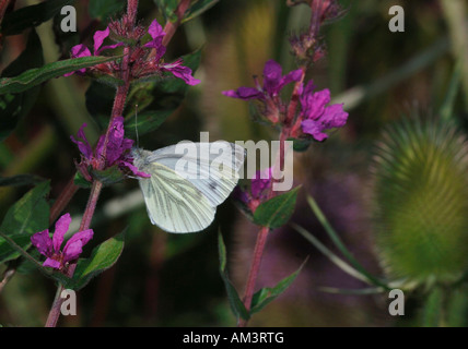 Un bois papillon blanc.(Leptidea sinapis).photographié dans le Staffordshire en Angleterre. Banque D'Images