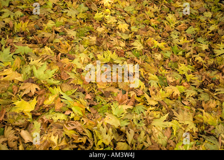 Pile de feuilles d'automne Banque D'Images