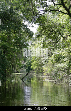 Bayou en Louisiane avec alligators Banque D'Images