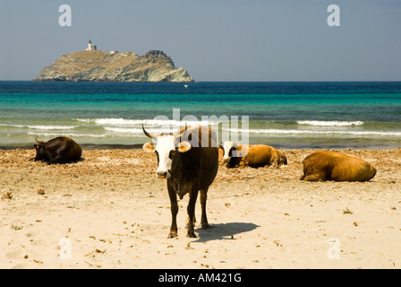 Europe, France, Corse, Barcaggio, Cap Corse. Les vaches errent librement sur les plages Banque D'Images