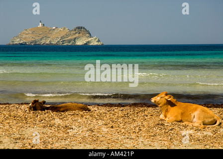 Europe, France, Corse, Barcaggio, Cap Corse. Baigneuses. Les vaches errent librement sur les plages. Extrémité nord de Cap Banque D'Images