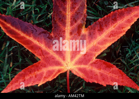 Fallen Leaf de Sweet Gum Tree en automne Banque D'Images