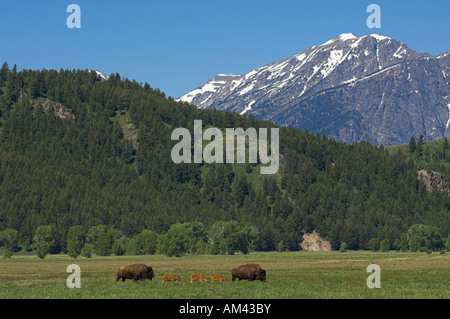 Deux femmes avec trois veaux bisons du parc national de Grand Teton meadow Mormon row Bretagne France Banque D'Images