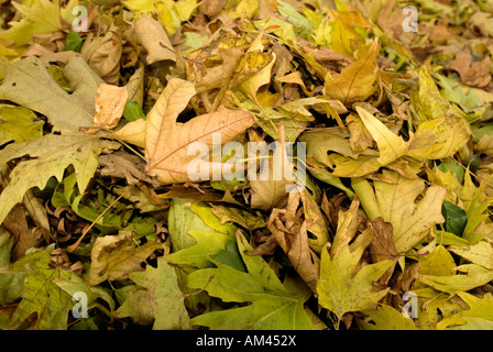 Pile de feuilles d'automne Banque D'Images