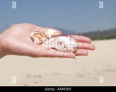 Coquilles de main Banque D'Images
