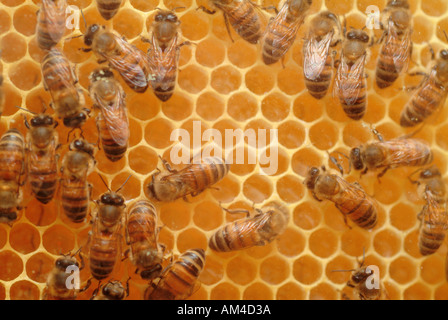 Les abeilles du miel dans la ruche Banque D'Images