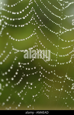 Spider web avec des gouttes de rosée Banque D'Images
