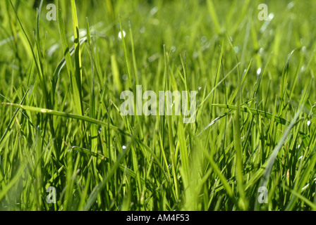 L'herbe verte d'une pelouse close-up Banque D'Images