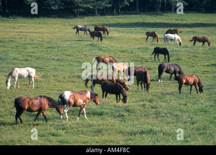 Troupeau de chevaux sur une ferme équestre Banque D'Images