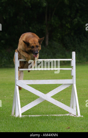 Dans la formation de chien de police, Royaume-Uni Banque D'Images