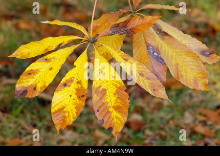 Le Marronnier d'Inde Aesculus indica Banque D'Images