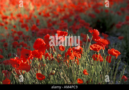 Les coquelicots sur ferme en Cornouailles Angleterre dédié à la préservation d'espèces rares mauvaises herbes agricoles Banque D'Images
