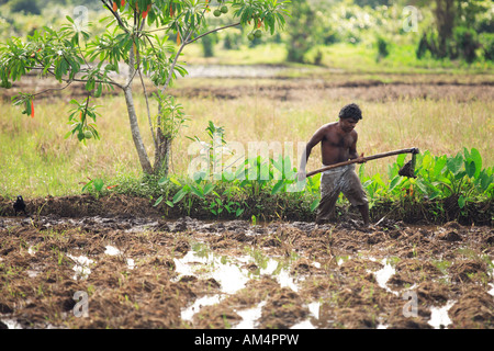 Un homme creusant un paddyfield au Sri Lanka Banque D'Images