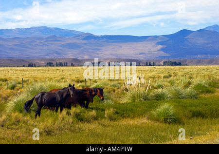 Chevaux sauvages dans la vallée du Rio Grande au sud de Malargue dans la province de Mendoza, Argentine Banque D'Images