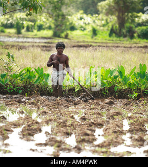 Un homme creusant un paddyfield dans les basses-terres du Sri Lanka Banque D'Images