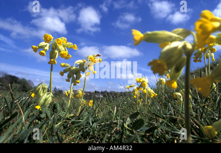 De plus en plus Minchinhapton Cowslips sur commune près de Stroud Gloucestershire Angleterre Banque D'Images