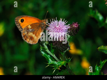 Un Gatekeeper papillon.(Pyronia tithonus).photographié dans un jardin dans le Staffordshire en Angleterre. Banque D'Images