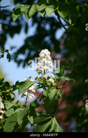 Horse Chestnut Tree in flower Banque D'Images