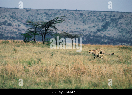 Cheetah tournant à pleine vitesse à la poursuite d'un Gazelle de Thomson, Masai Mara National Reserve Kenya Afrique de l'Est Banque D'Images