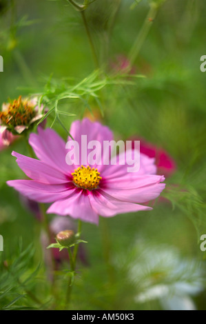 Cosmos bipinnatus dans un jardin de Dorset England UK PR Banque D'Images