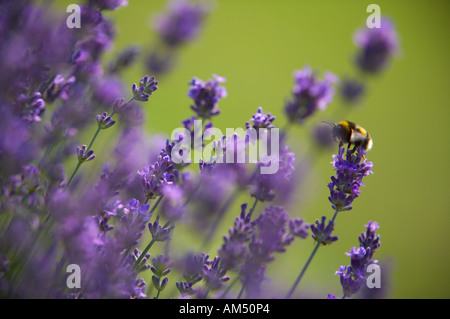 La lavande Lavandula augustifolia Dorset dans un jardin avec une abeille PR England UK Banque D'Images