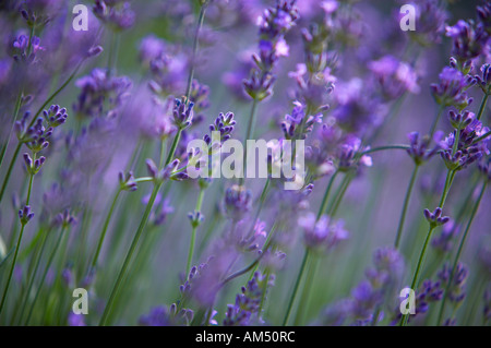 La lavande Lavandula augustifolia dans un jardin de Dorset England UK PR Banque D'Images